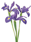 iris