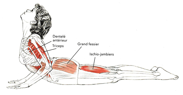 Bhujangasana - Le cobra