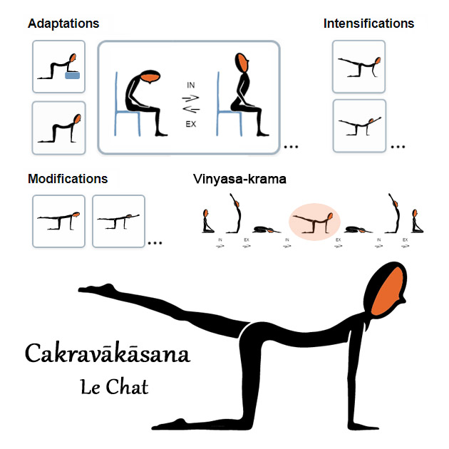 Cakravakasana - Le chat