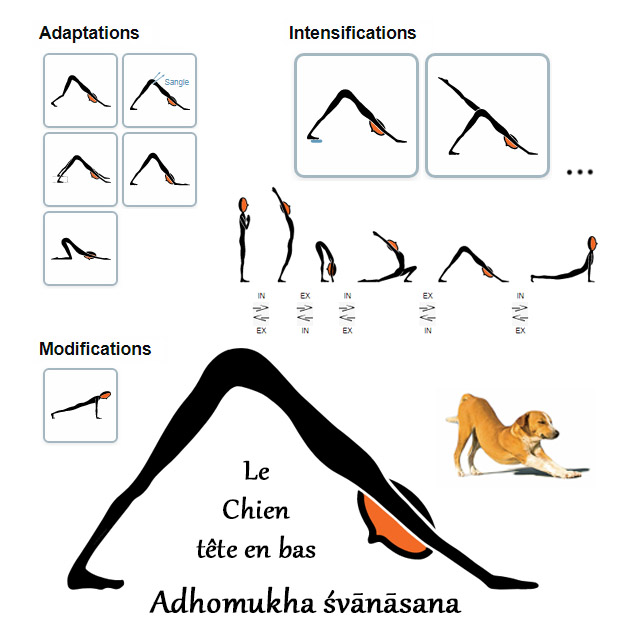 Adhomukha svanasana - Le chien tête en bas