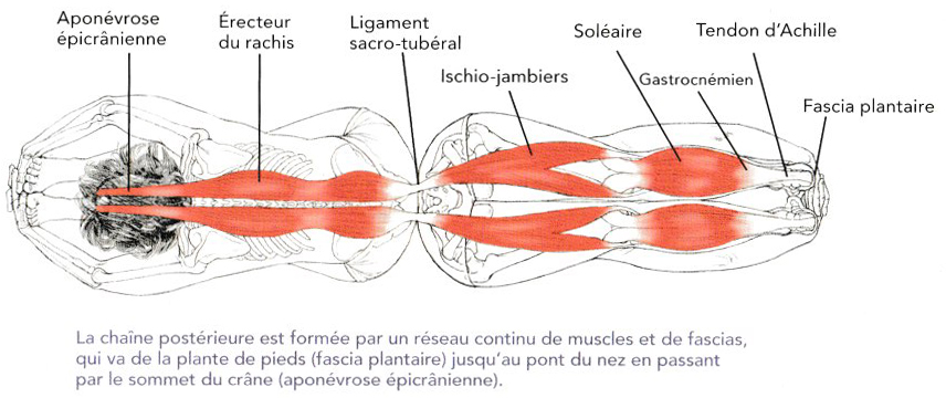 Le chien s'étire