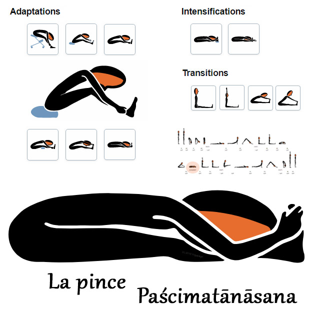 Paschimottanasana - La pince