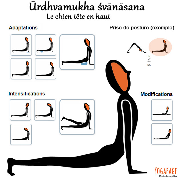 Urdhvamukha svanasana - Le chien tête vers le haut